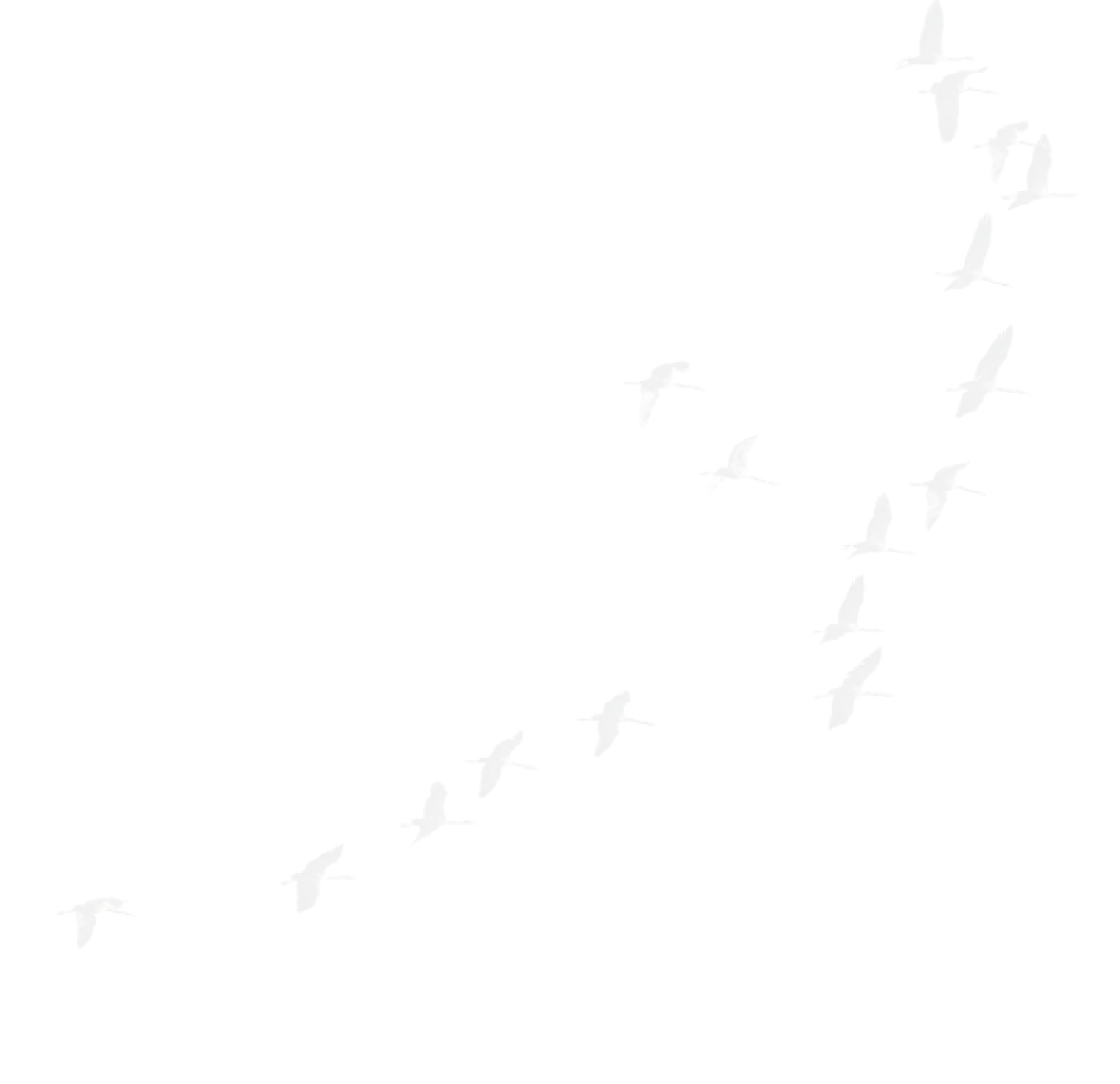 événement RH birds